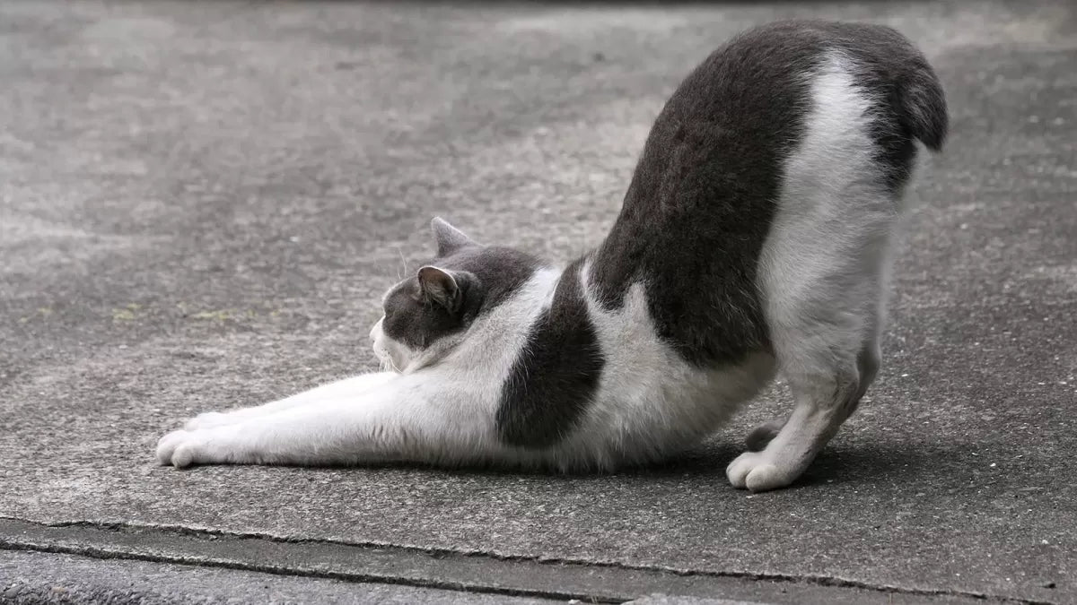 The Quirky Behavior: Why Do Cats Raise Their Butts