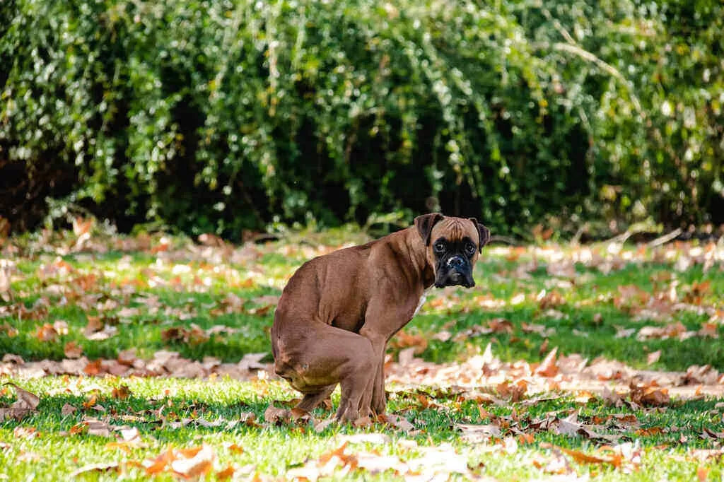 Dog Poop Like Jelly with Blood Home Remedy