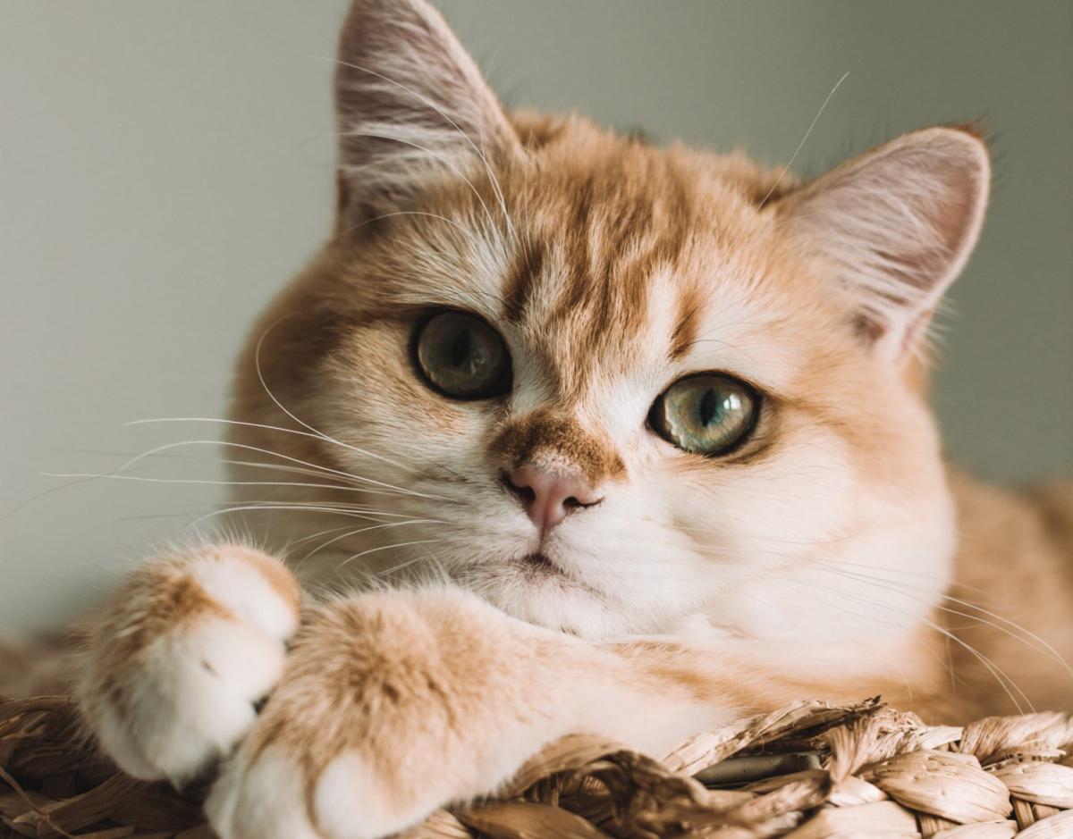 How to Lower Creatinine Levels in Cats
