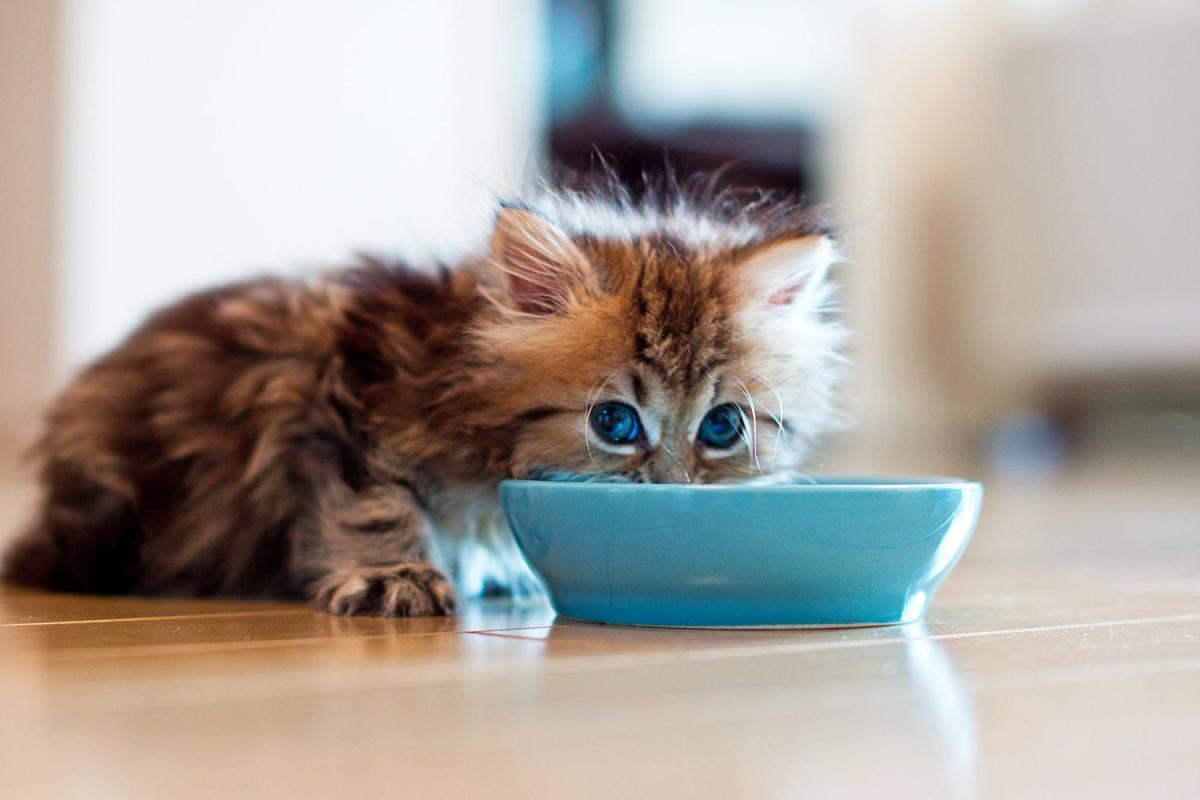 My Kitten Eats My Older Cats Food