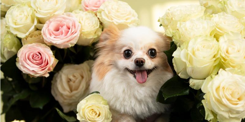 Are Roses Toxic to Dogs