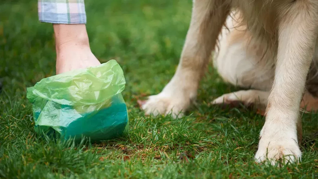The Curious Case of Green Dog Poop