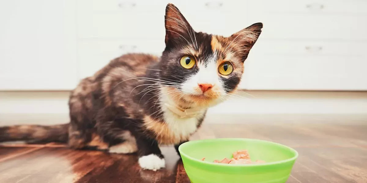 My Cat Not Eating Much But Acting Normal: Should I Be Worried