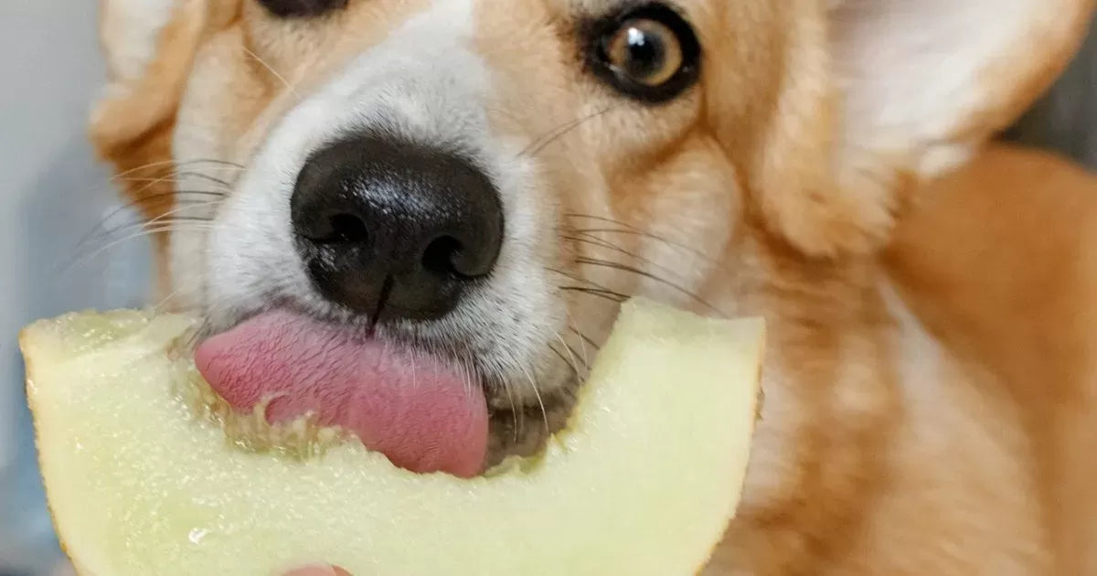Can Dogs Eat Cantaloupe