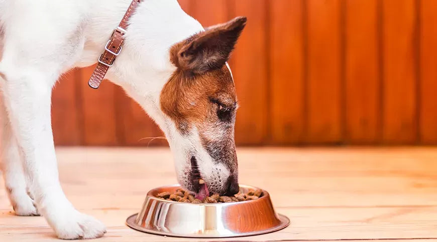 Is Grain Free Bad for Dogs