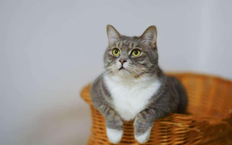 The Role of Hormonal Changes in Hot Spot Occurrence in Cats 