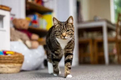 Understanding Feline Companionship: Why Does My Cat Follow Me Everywhere