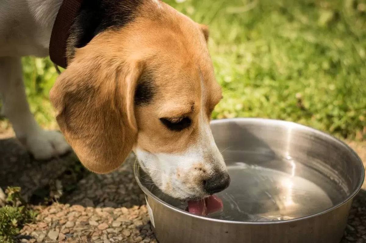 How to Get A Dog to Drink Water