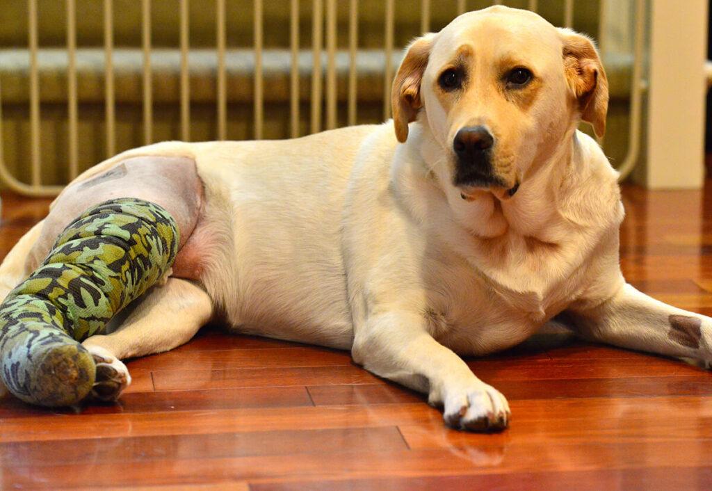 Dog Acl Surgery