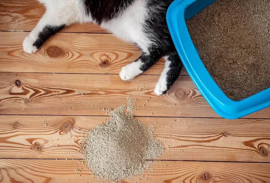 Why Is My Cat Not Using The Litter Box