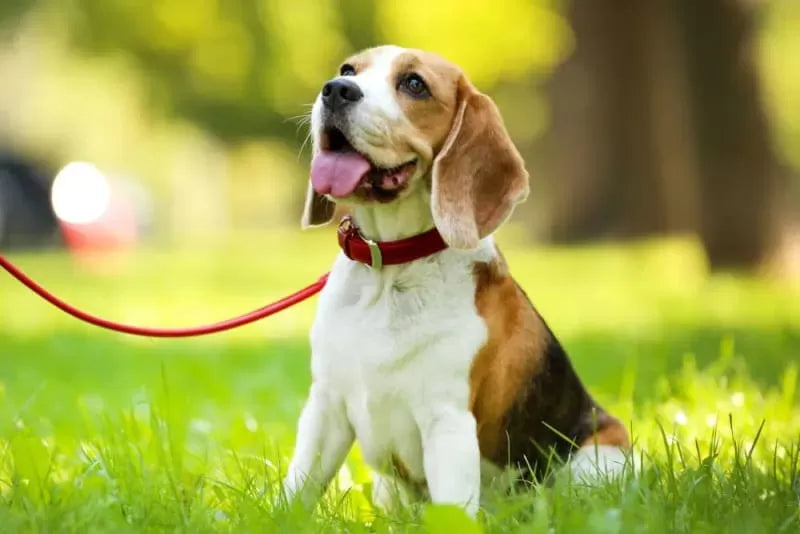 When Should You Walk the Dog: A Comprehensive Guide to Timing Your Pooch's Strolls