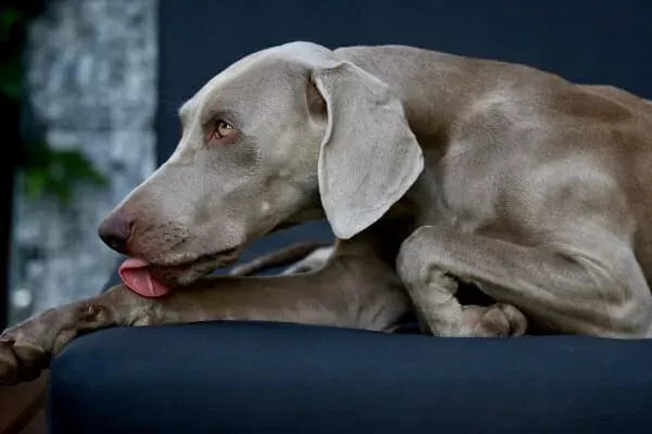 Osteoarthritis in Dogs