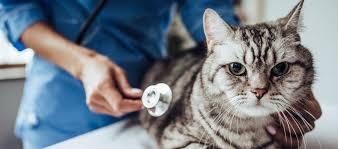 Lungworm in Cats