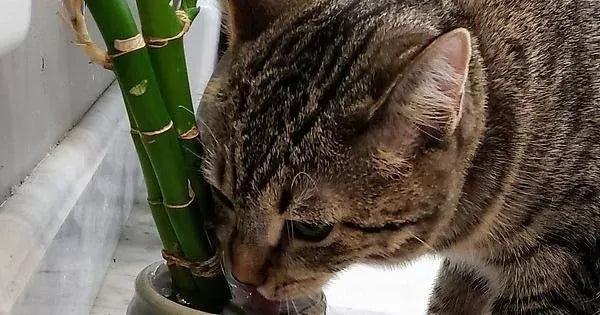 Is Bamboo Toxic to Cats? A Complete Guide for Cat Owners
