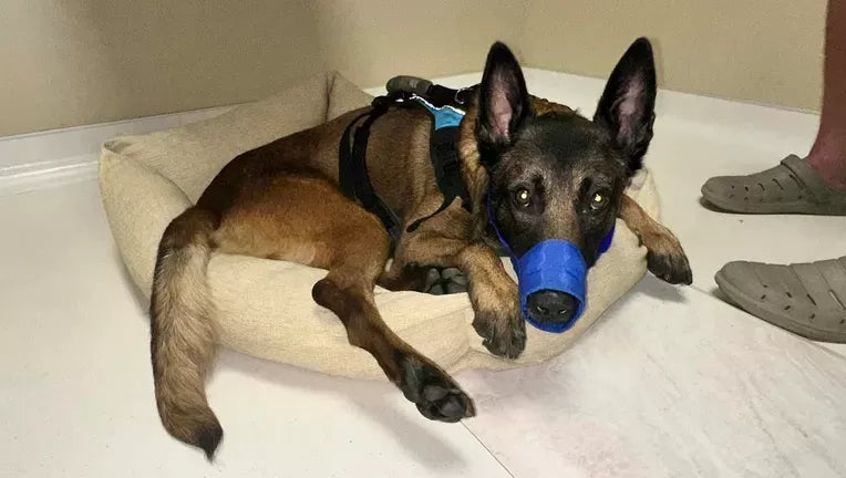 Spinal Cord Injury in Dogs