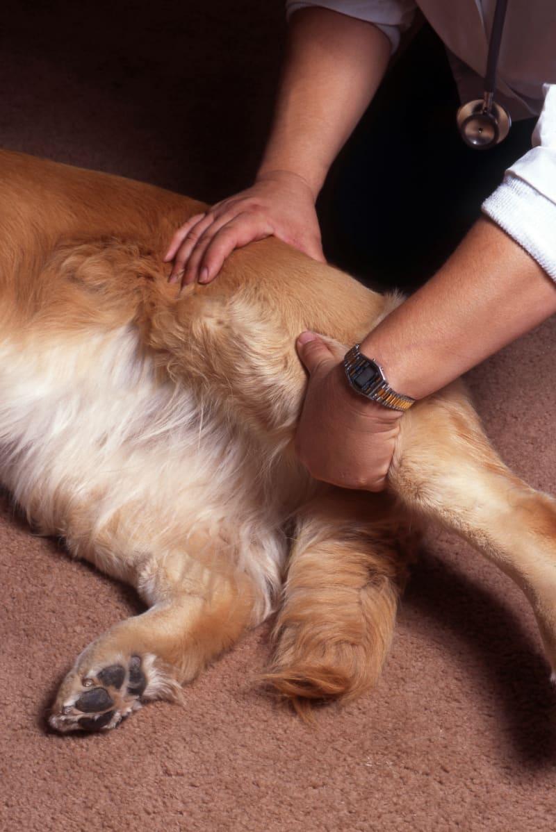 Sore Joints in Dogs: A Comprehensive Guide