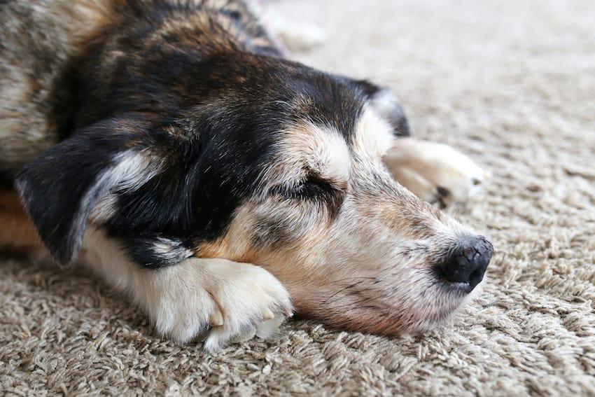 Forebrain Dysfunction in Dogs​