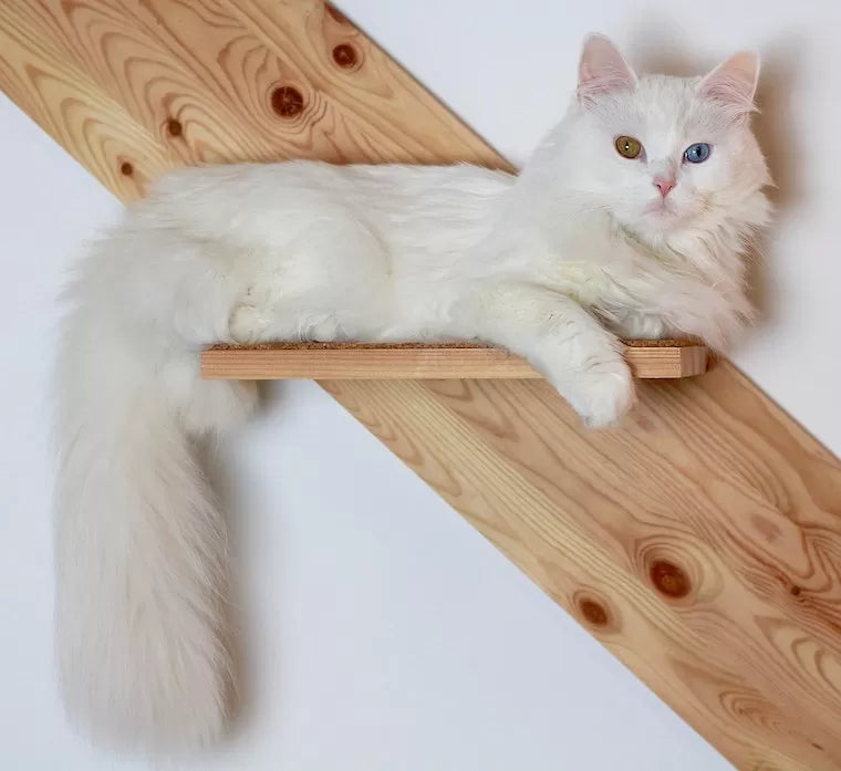 Heterochromia Iridis in Cats