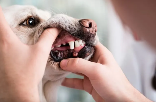 Exploring the World of Dog Cavities