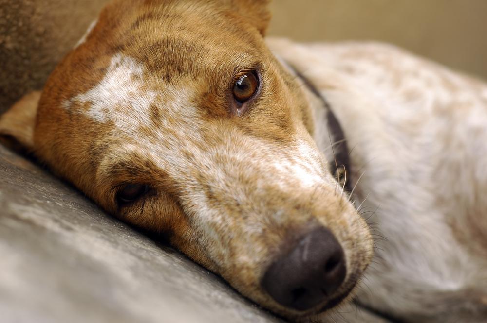 Canine Depression