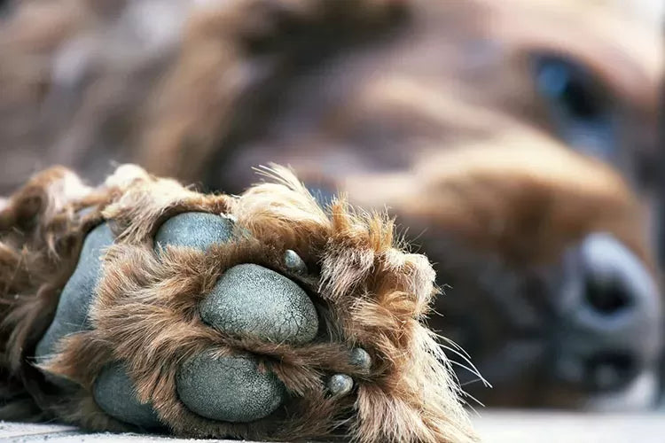 Dog Paw Hyperkeratosis