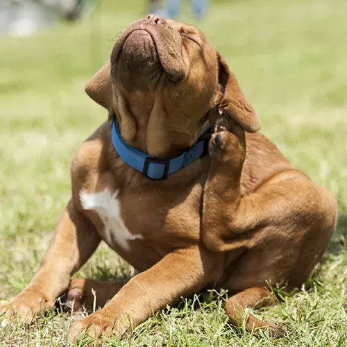 Flea Tick and Heartworm Prevention for Dogs