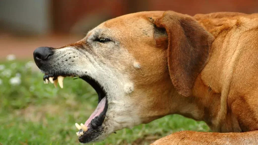 Dog Dry Heaving: Cause, Symptom and Treatment