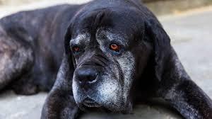 Fibrosarcoma in Dogs