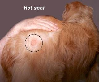 Does Stress Cause Hot Spots in Dogs