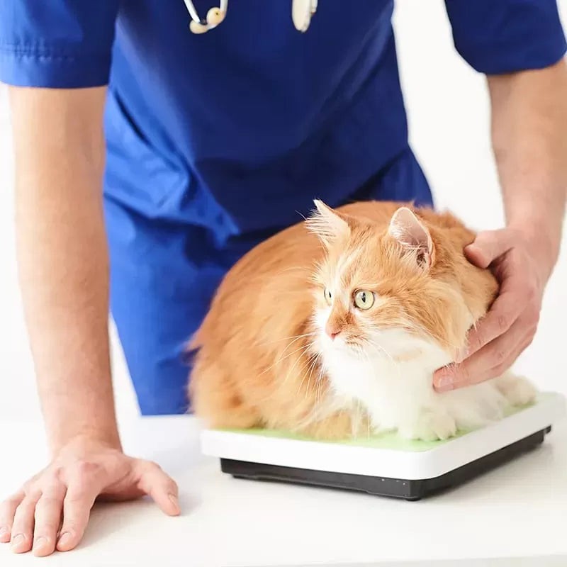 Maintaining a Healthy Cat Weight