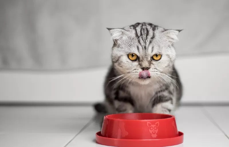 Can Cats Eat Scallops​