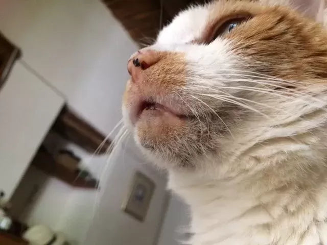 Understanding and Managing Cat Acne