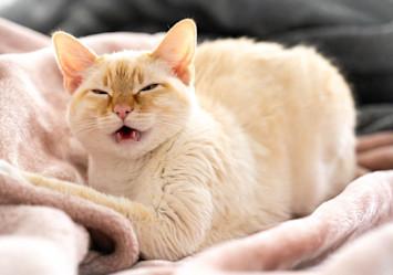 Cat Allergy Testing: How Vets Find Out What’s Making Your Cat Itch