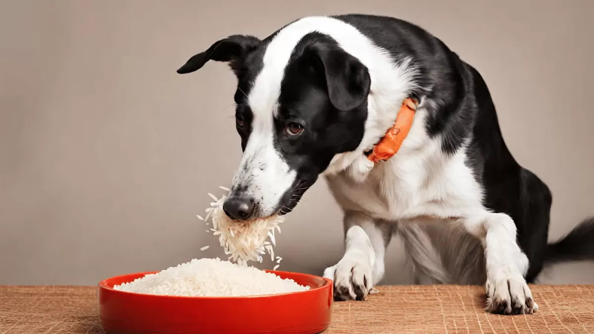 Unveiling the Truth About Dogs and White Rice