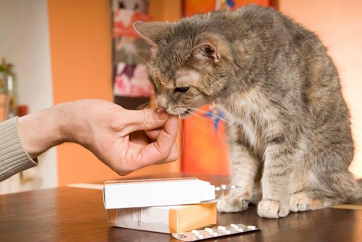 Clindamycin for Cats
