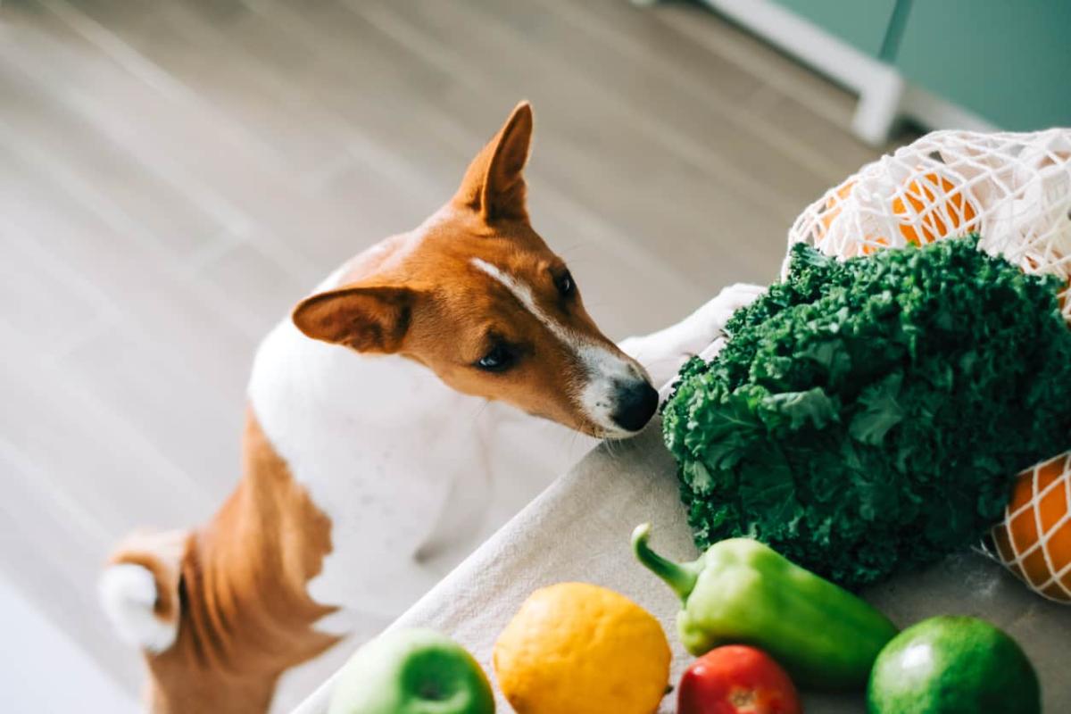 How to Add Fiber to Dogs Diet Naturally