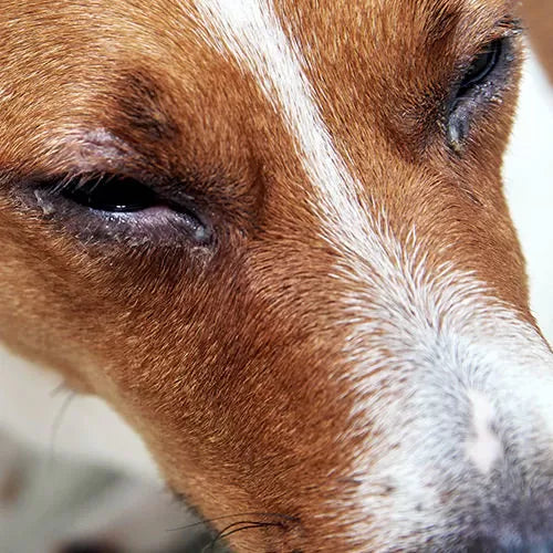 Why Is My Dogs Eye Swollen​