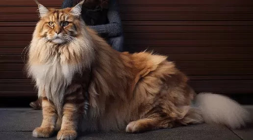 How Big Do Maine Coon Cats Get