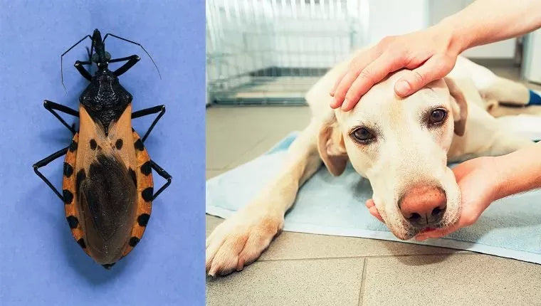 Chagas Disease in Dogs