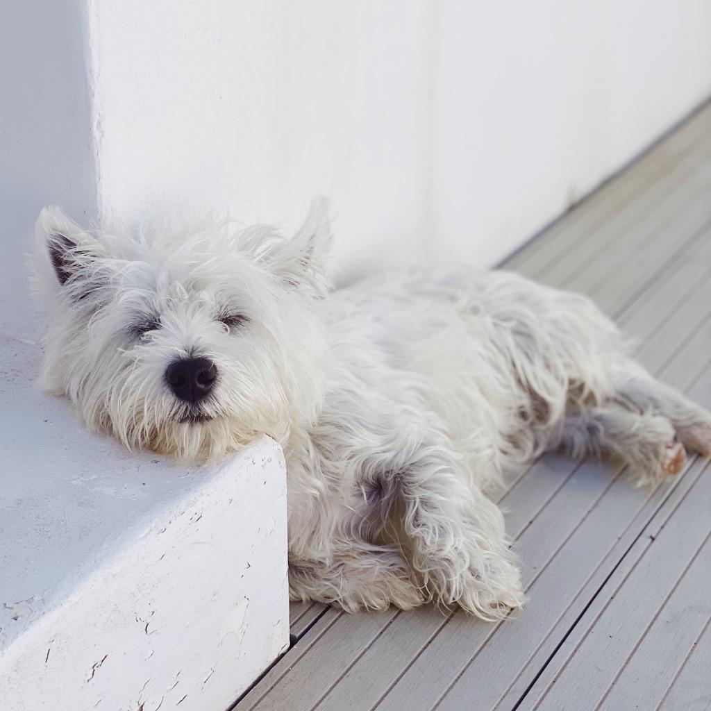 Why Do Dogs Sigh​