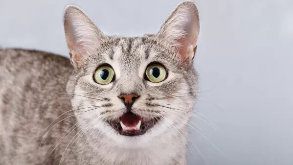 Growling in Cats