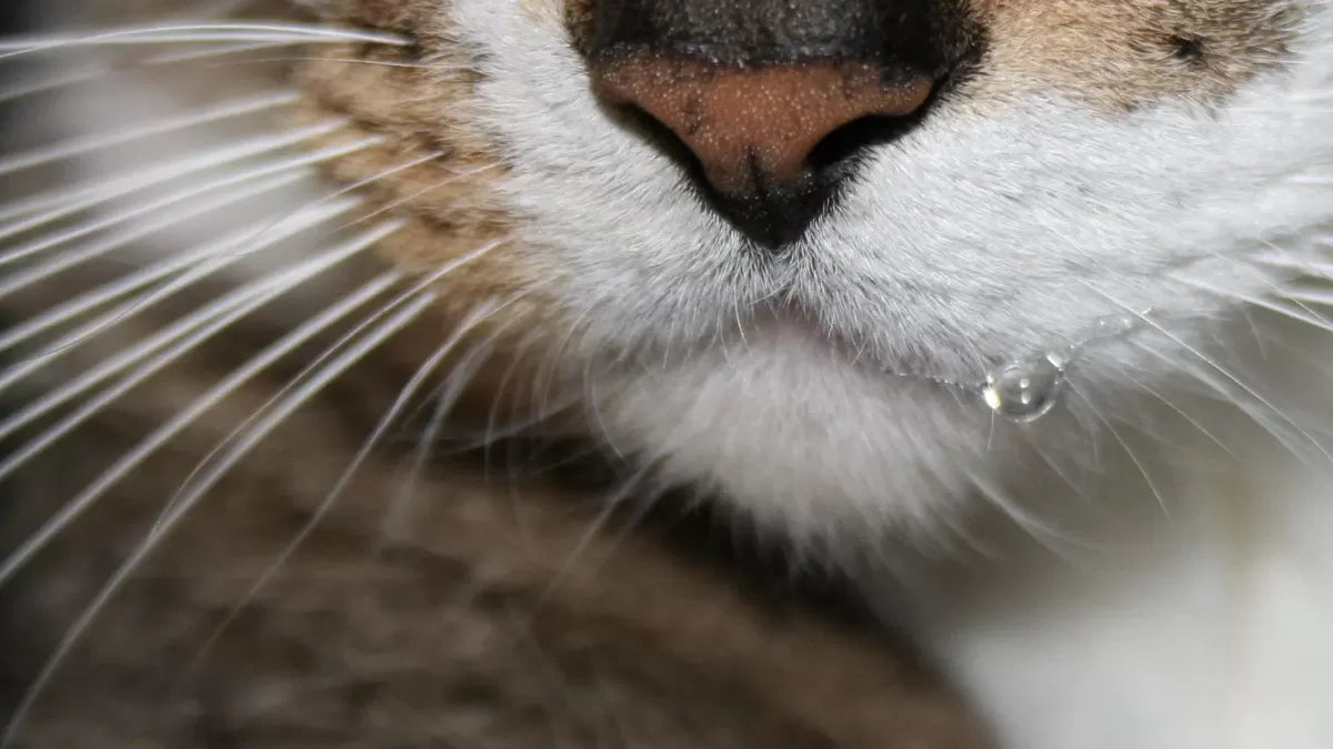 Why Do Cats Drool
