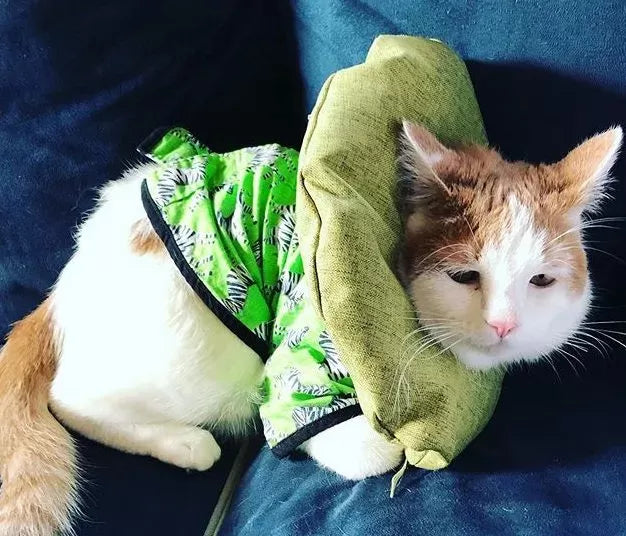 Eds in Cats​(Ehlers-Danlos syndrome)