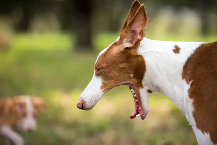 Understanding and Responding to Dog Choking: A Comprehensive Guide