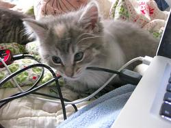 How to Stop Cats From Chewing Cords