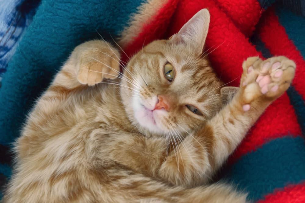 Understanding A Cat With Thumbs