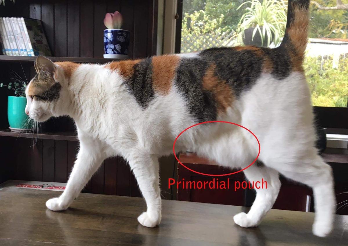 Cat Primordial Pouch: What You Should Know