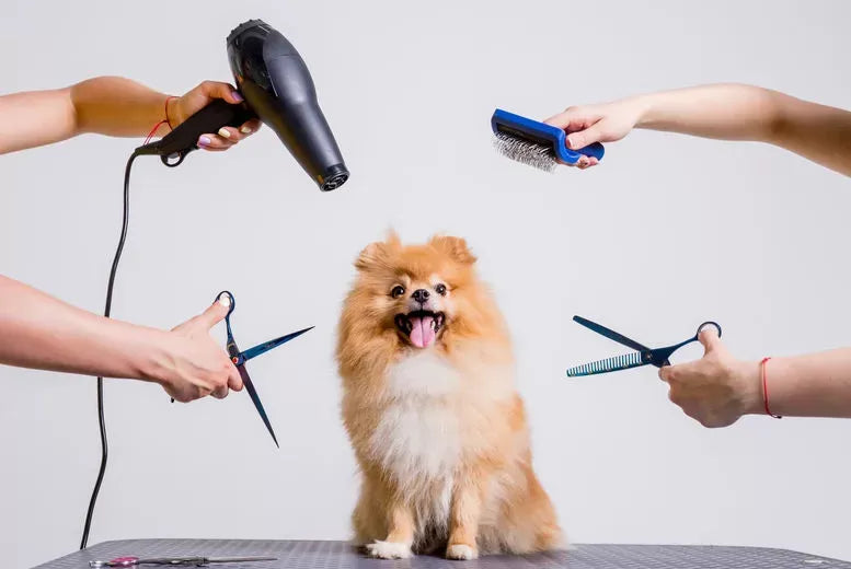 How to Relieve Dog Itching After Grooming