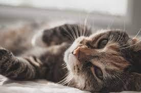 Can Stress Make A Cat Miscarry