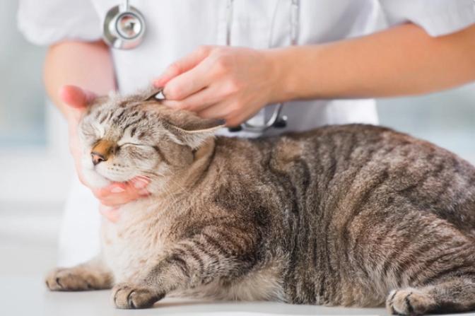 How Long Do Cats Live?
